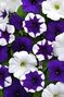 Wave Deja Vu Wave Petunia Jumbo 6 pack 17.99 sale price